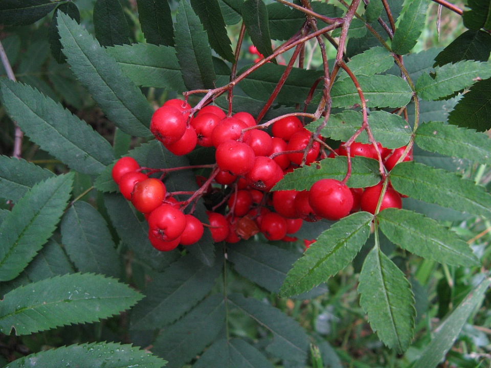 Very Red Berries